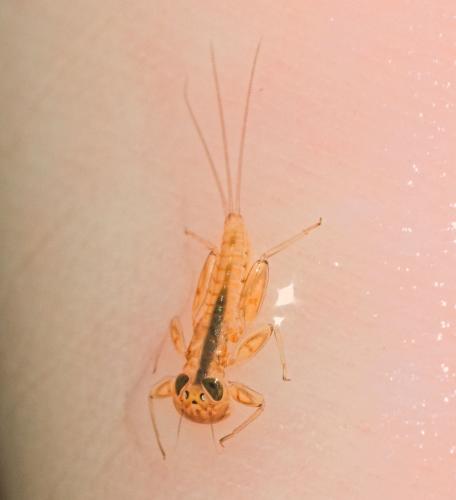 Rhithrogena beskidensis